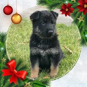 Meet your Posher, Jackie